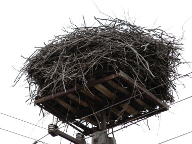 Empty storks nest clipart
