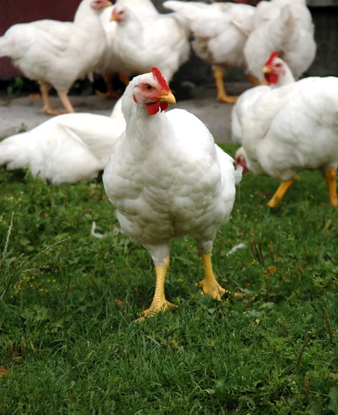 White Chickens Real Countryside Scenery — Stock Photo, Image
