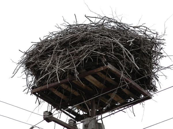 빈 황새 둥지 — 스톡 사진