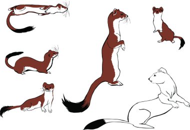 Set of the drawn ermines. clipart