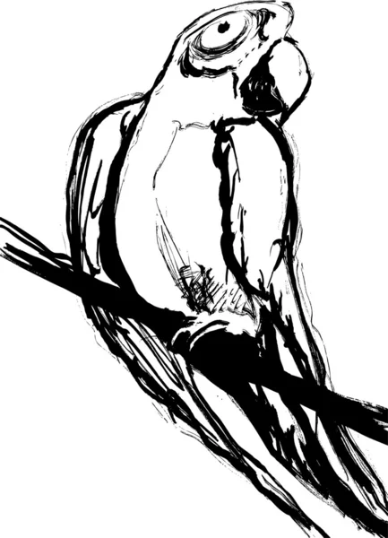 Papageienskizze — Stockvektor
