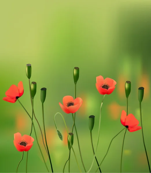 Fleurs coquelicots sur vert une prairie — Image vectorielle