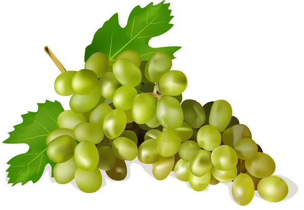 Ripe white grape with leaves — Stock Vector