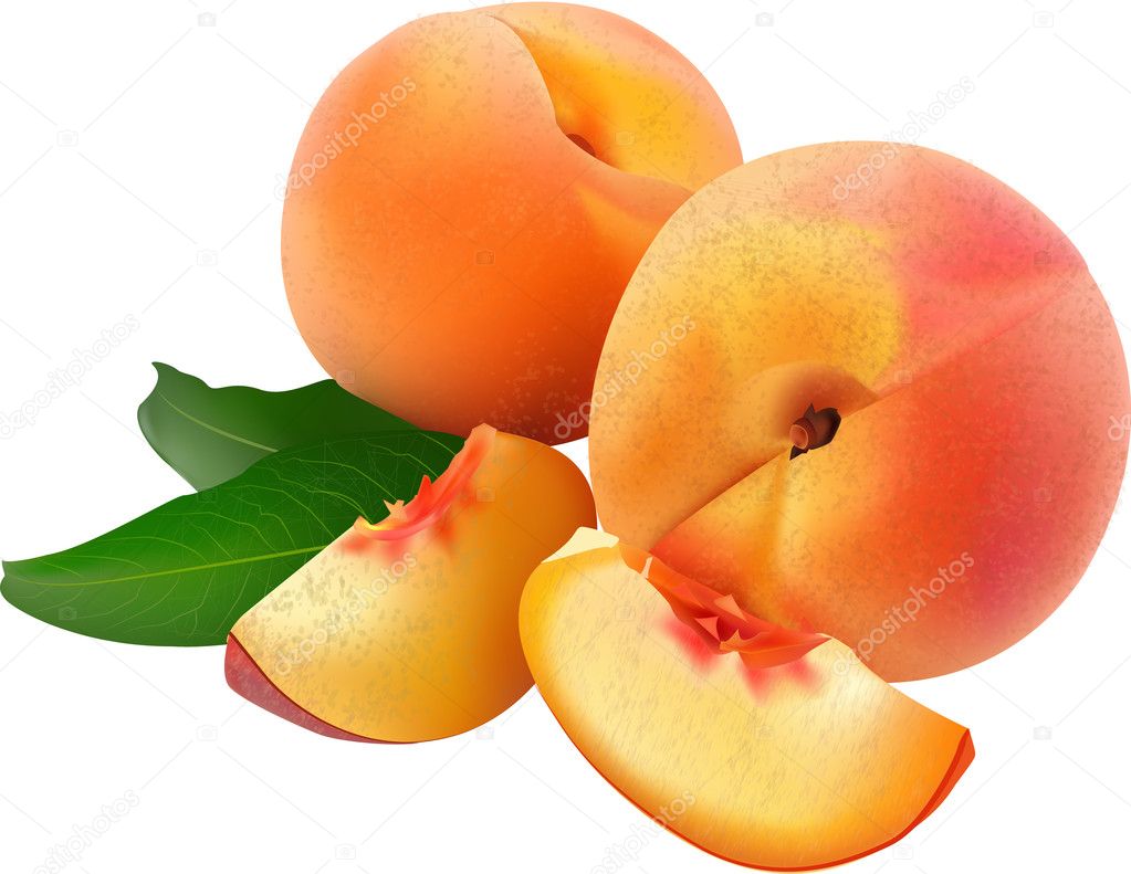 Two ripe vector peaches