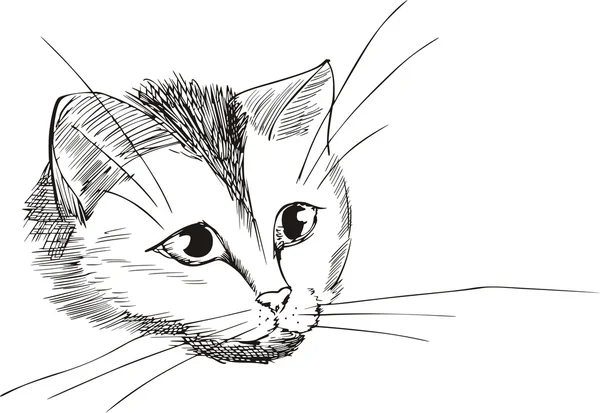 Fina kitty huvud — Stock vektor