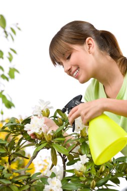 Gardening - woman sprinkling water on Rhododendron blossom flower on white background clipart