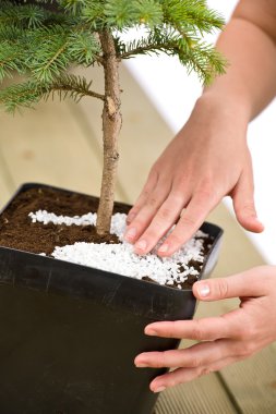 Bahçe - kadın bonsai ağacı iyi bak eller