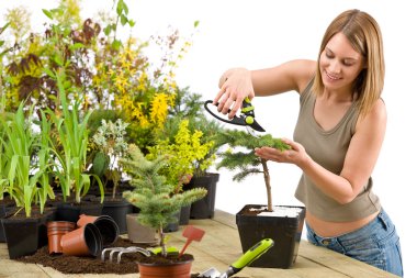 Gardening - woman trimming bonsai tree clipart