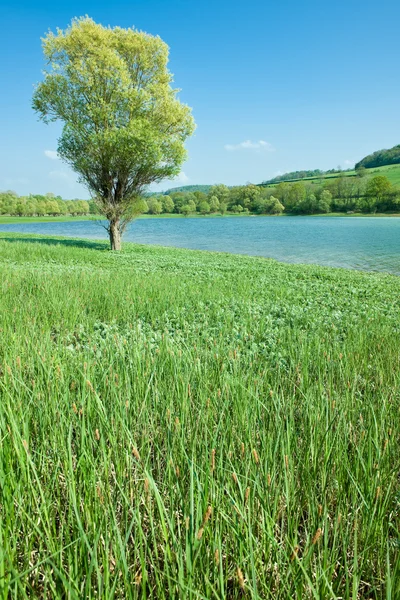 Dağ gölü ile yeşil çayır — Stok fotoğraf