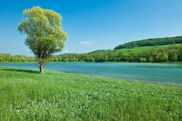 Mountain lake with on isolated tree — Stock Photo, Image