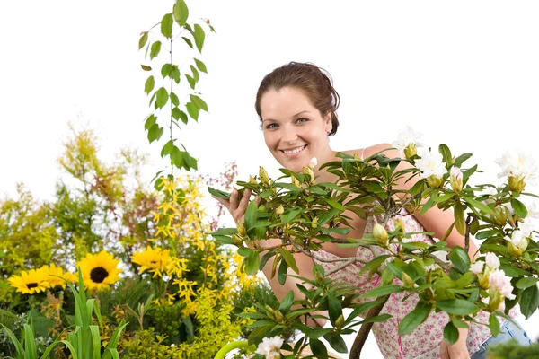 庭いじりをする 白い背景の上のツツジの花の花を持つ女性 — ストック写真