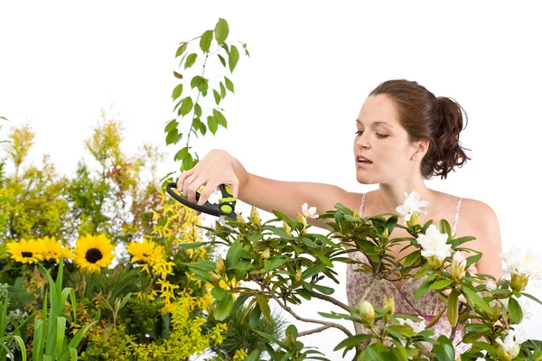 庭いじりをする 女性切削花白い背景の上の剪定鋏 — ストック写真