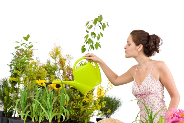 庭いじりをする 女性は白い背景の上の水まき缶が付いている植物に水を注ぐ — ストック写真