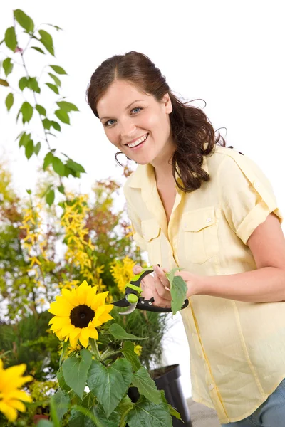 Jardinagem Mulher Sorridente Com Girassol Tesouras Poda Fundo Branco — Fotografia de Stock