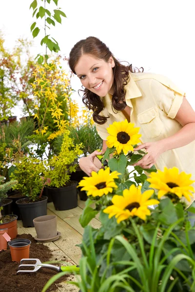 Tuinieren Vrouw Snijden Zonnebloemen Planten Witte Achtergrond — Stockfoto