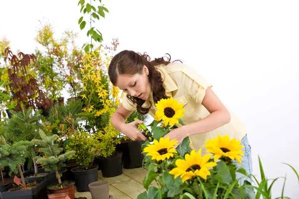 Tuinieren Vrouw Snijden Zonnebloemen Planten Witte Achtergrond — Stockfoto