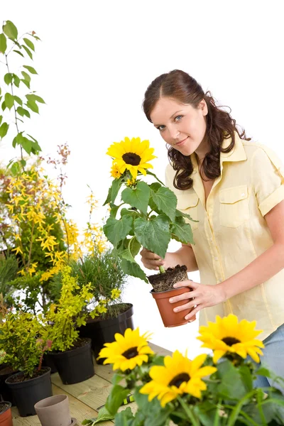 Садівництво - жінка тримає квітковий горщик з соняшником — стокове фото