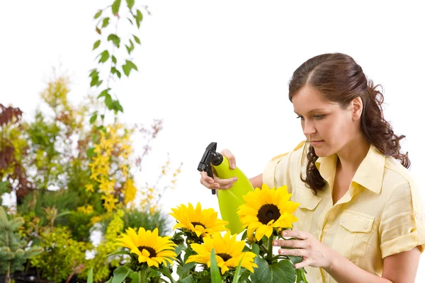 Gartenarbeit - Frau besprengt Sonnenblumenblüte mit Wasser — Stockfoto