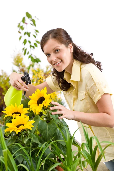 Jardinería Mujer Rociando Agua Sobre Flor Girasol Sobre Fondo Blanco —  Fotos de Stock