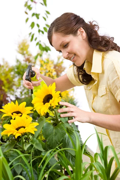 Jardinería Mujer Rociando Agua Sobre Flor Girasol Sobre Fondo Blanco —  Fotos de Stock