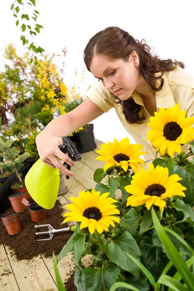 Gartenarbeit Frau Streut Wasser Auf Sonnenblumenblüte Auf Weißem Hintergrund — Stockfoto