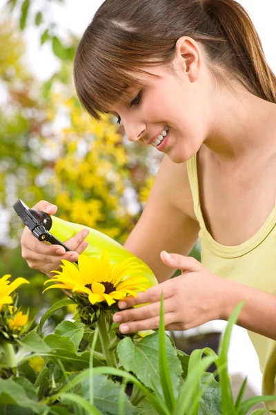 Zahradnictví Žena Kropení Vodou Slunečnicové Květy Bílém Pozadí — Stock fotografie