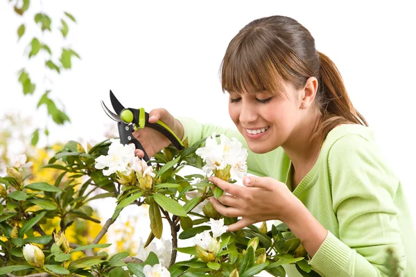 Trädgårdsskötsel - kvinnan skära blomma med sekatörer — Stockfoto