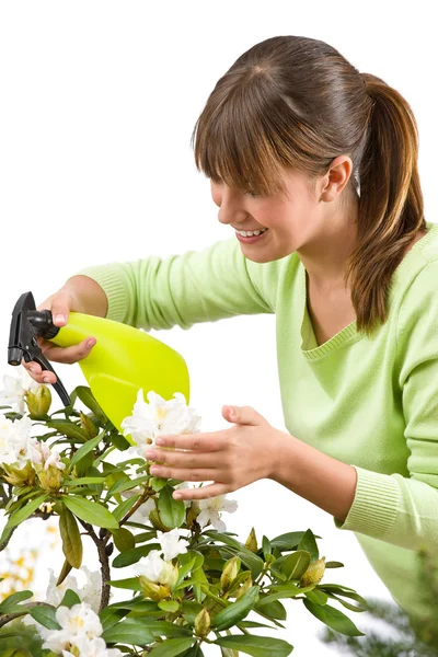 Gardening Woman Sprinkling Water Rhododendron Blossom Flower White Background — Stock Photo, Image