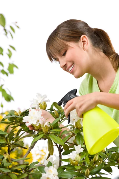 Jardinería Mujer Rociando Agua Sobre Flor Rhododendron Flor Sobre Fondo — Foto de Stock