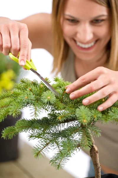 Gardening Woman Trimming Spruce Tree Focus Scissors Hand — Stock Photo, Image