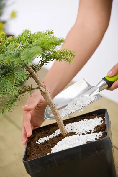 Jardinería: las manos femeninas cuidan el árbol del bonsái — Foto de Stock