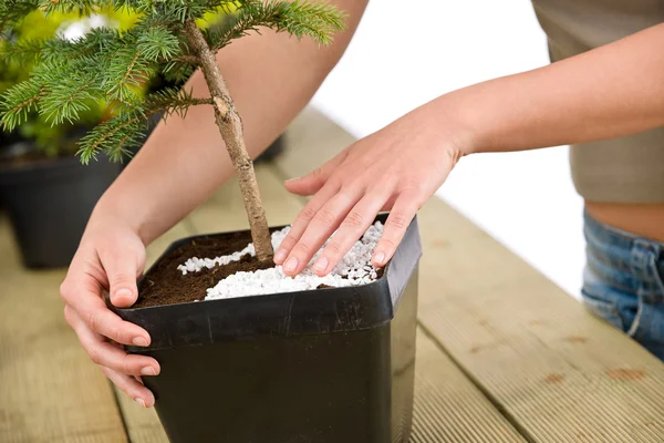 庭いじりをする 女性の手の植木鉢に盆栽の木の世話 — ストック写真