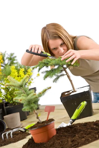 Jardinería Mujer Recortar Árbol Bonsái Centrarse Las Tijeras Podar —  Fotos de Stock