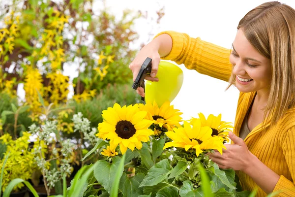 Gartenarbeit Frau Bestreut Sonnenblumen Mit Wasser Auf Weißem Hintergrund Stockfoto