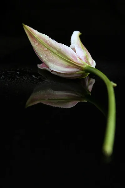 Stock image White lily