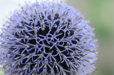 Dev allium bloom