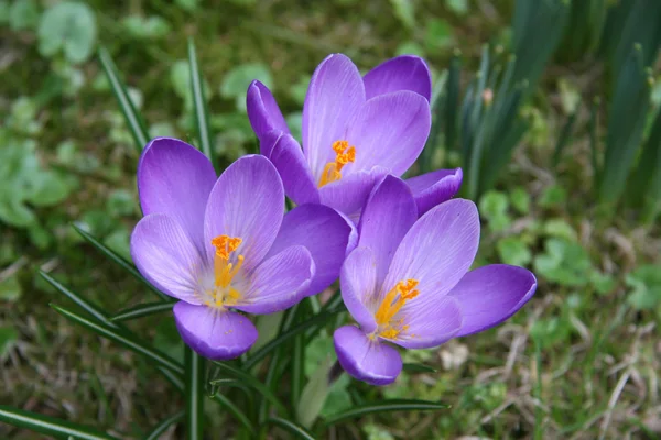 Crocus Első Tavaszi Virágok — Stock Fotó