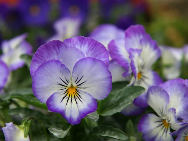 Viola çiçekler — Stok fotoğraf