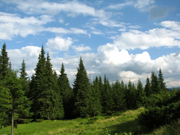 Floresta de coníferas nas montanhas dos Cárpatos — Fotografia de Stock