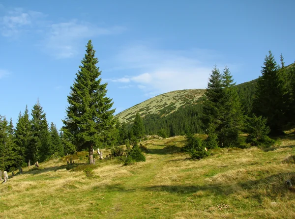 Gorganie-regio in Karpaten — Stockfoto