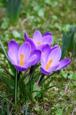 Crocuses clipart