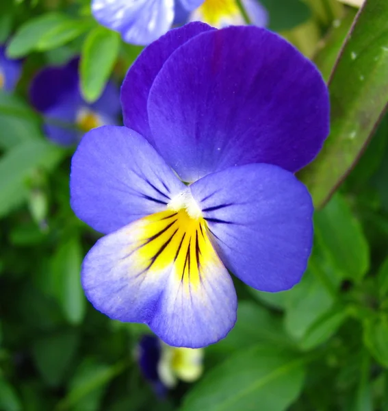 Kwiat niebieski i żółty altówka — Zdjęcie stockowe