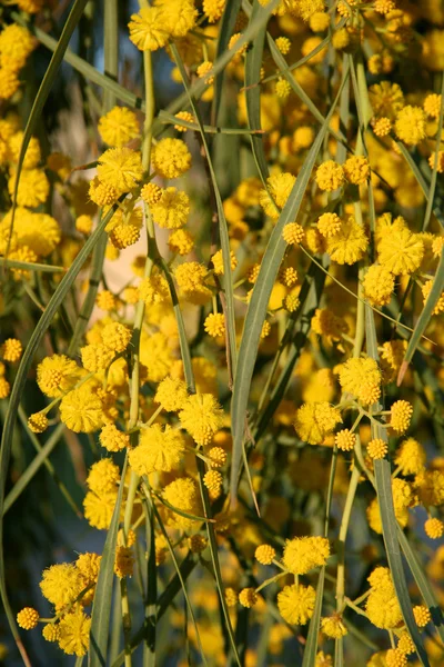 Mimosa flowers — Stock Photo, Image