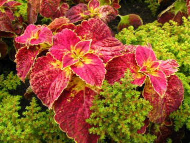 Background of Coleus clipart