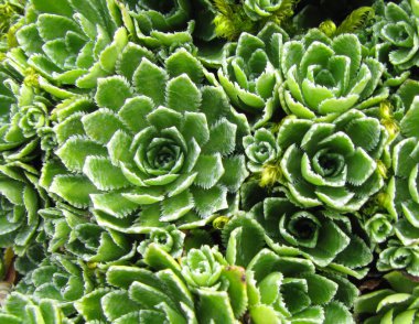 Sempervivum clipart