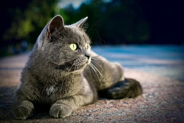 Серый кот сидит в взрослом — стоковое фото