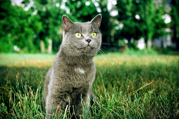 緑の芝生に座っている灰色のイギリスの猫 ストック画像