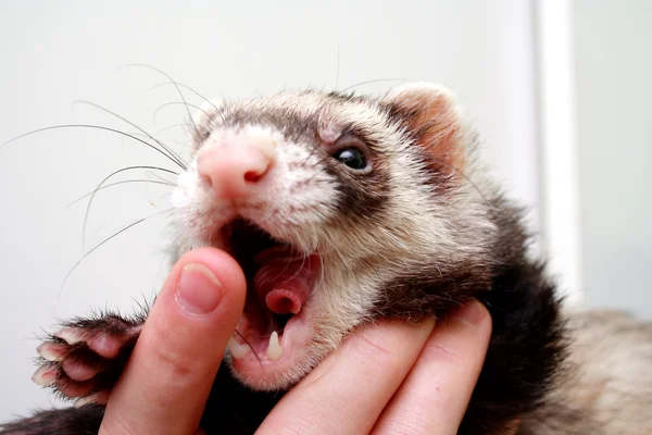 Ferret Bitting Owners Finger Years Old — Stock Photo, Image