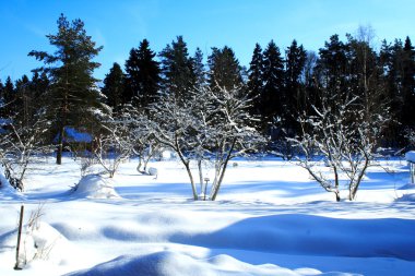 The winter garden on a good sunny weather clipart