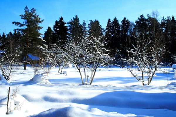 Il giardino d'inverno con un bel tempo soleggiato — Foto Stock